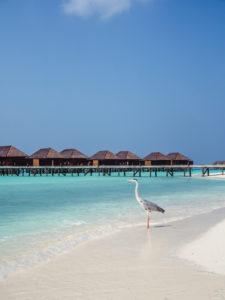 Malediivit - Unelmien häämatka